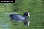 fulica atra   eurasian coot  