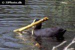 fulica atra   eurasian coot  