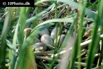 fulica atra   eurasian coot  