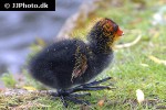 fulica atra   eurasian coot  