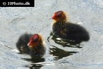 fulica atra   eurasian coot  