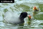 fulica atra   eurasian coot  