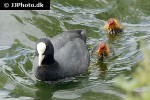 fulica atra   eurasian coot  