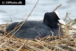 fulica atra   eurasian coot  