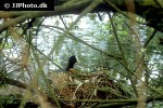 fulica atra   eurasian coot  