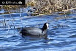 fulica atra   eurasian coot  