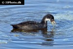 fulica atra   eurasian coot  