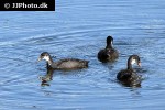 fulica atra   eurasian coot  