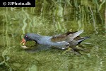 gallinula chloropus   common moorhen  