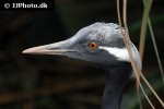 grus virgo   demoiselle crane  