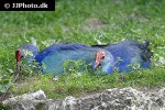 porphyrio porphyrio   purple swamphen  