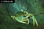 astacus astacus   noble crayfish  