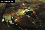 astacus astacus   noble crayfish  