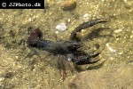 astacus fluviatilis   european crayfish  