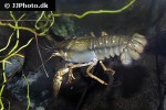 astacus leptodactylus   galician crayfish  