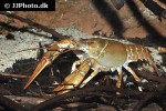 astacus leptodactylus   galician crayfish  