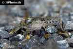 cambarellus diminutus   dwarf crayfish  
