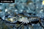 cambarellus diminutus   dwarf crayfish  