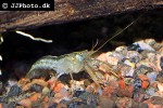 cambarellus montezumae   montezuma dwarf crayfish  