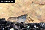 cambarellus ninae   aransas dwarf crawfish  