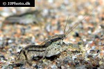 cambarellus texanus   brazos dwarf crayfish  