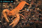 cherax holthusi   apricot crayfish  