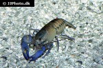 cherax lorentzi   lorentz  river crayfish  