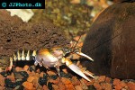 cherax papuanus   asian tiger crayfish  