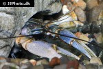cherax papuanus   asian tiger crayfish  