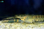cherax quadricarinatus   australian red claw crayfish  