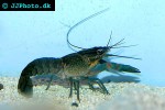 cherax quadricarinatus   australian red claw crayfish  