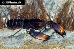 cherax species aff pulcher   thunderbolt crayfish  