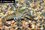 pacifastacus leniusculus   signal crayfish  