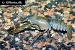 pacifastacus leniusculus   signal crayfish  