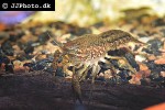 parastacus species   marble crayfish  