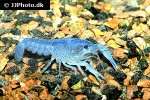 procambarus alleni   electric blue crayfish  