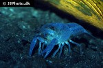 procambarus alleni   electric blue crayfish  