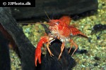 procambarus clarkii   red swamp crayfish  