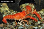 procambarus clarkii   red swamp crayfish  