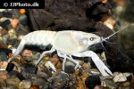 procambarus clarkii   white swamp crayfish  