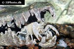 procambarus clarkii   white swamp crayfish  