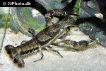 procambarus vioscai   percy s creek crayfish  