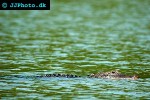 alligator mississippiensis   american alligator  