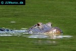 alligator mississippiensis   american alligator  