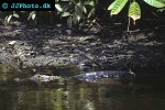 caiman crocodilus   spectacled caiman  