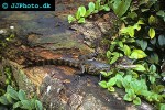 caiman crocodilus   spectacled caiman  