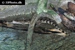 crocodylus mindorensis   philippine crocodile  