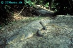 crocodylus niloticus   nile crocodile  