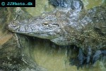 crocodylus niloticus   nile crocodile  