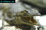 crocodylus niloticus   nile crocodile  